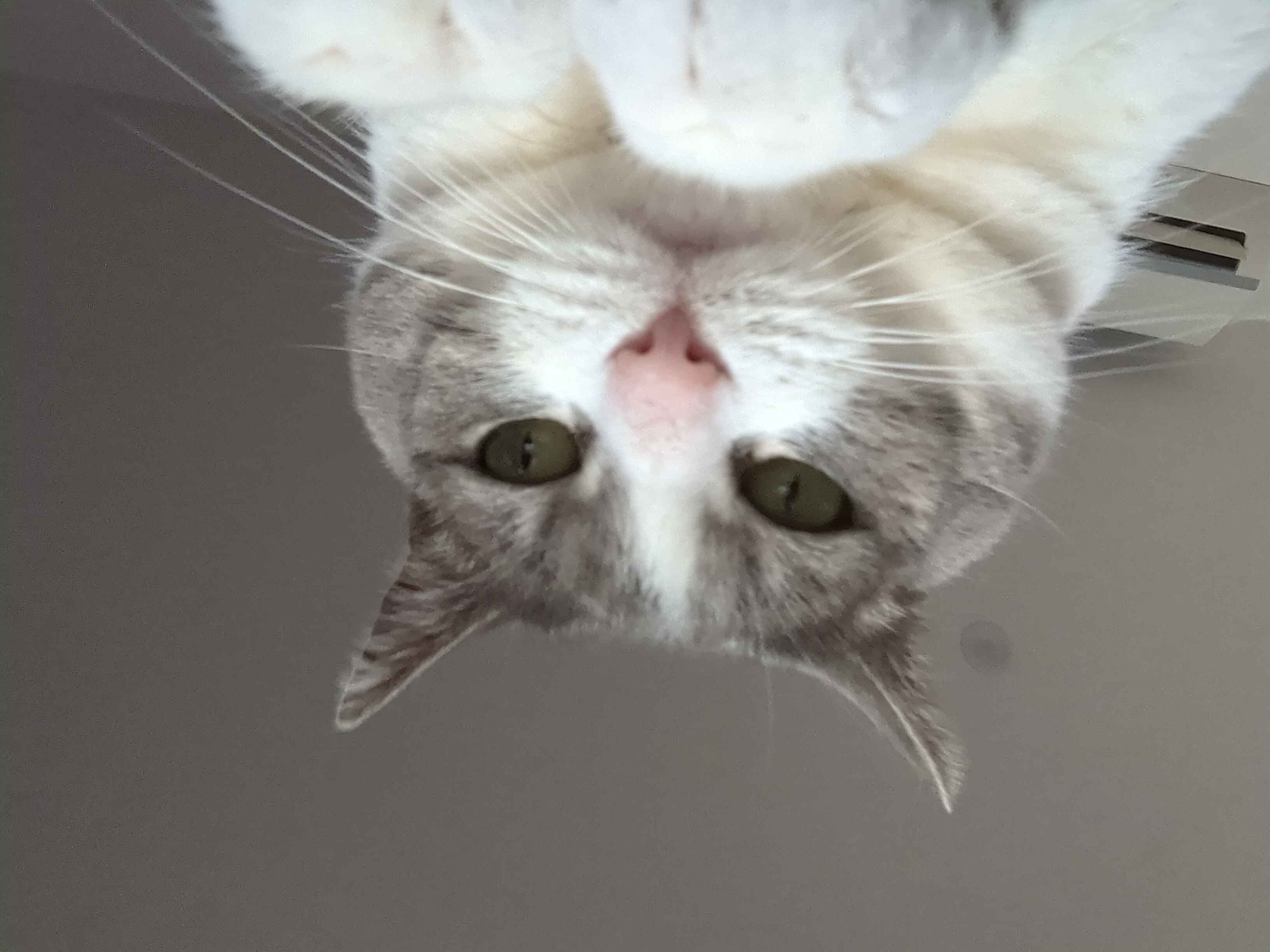 Random cat picture